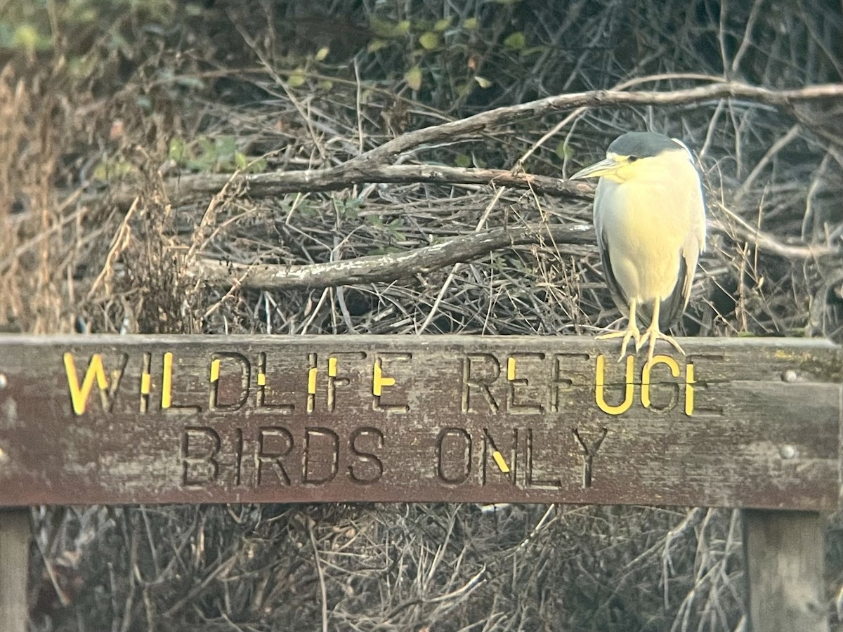 Black-crowned Night Heron - ML627892645