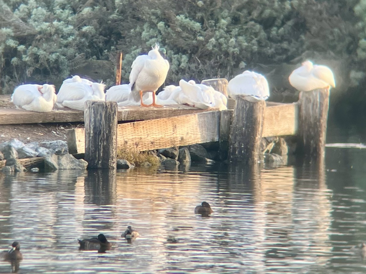 American White Pelican - ML627892669