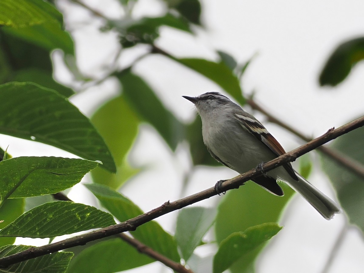 Rufous-winged Tyrannulet - ML627892685