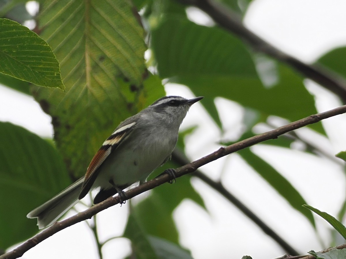 Rufous-winged Tyrannulet - ML627892686