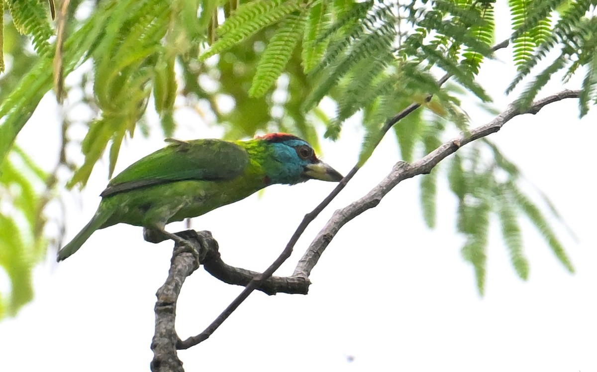 Blue-throated Barbet - ML627892753