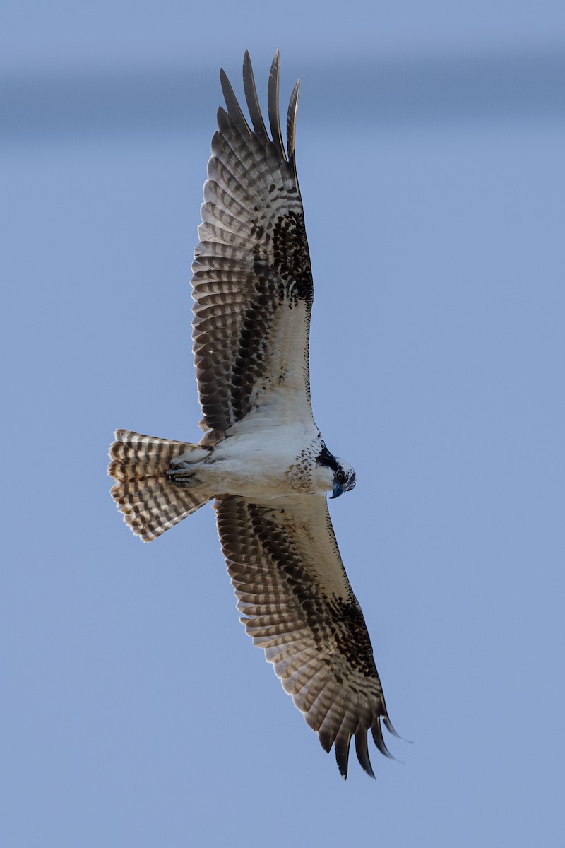 Osprey - ML627892842