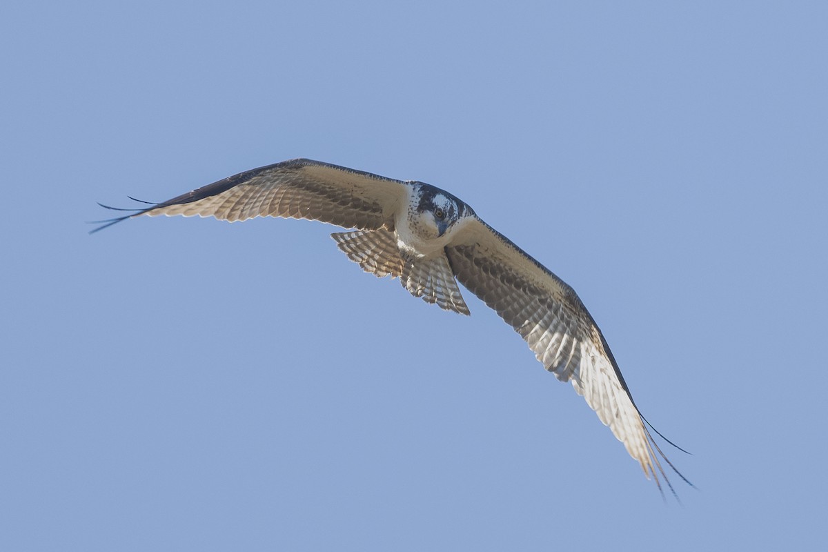 Osprey - ML627892845
