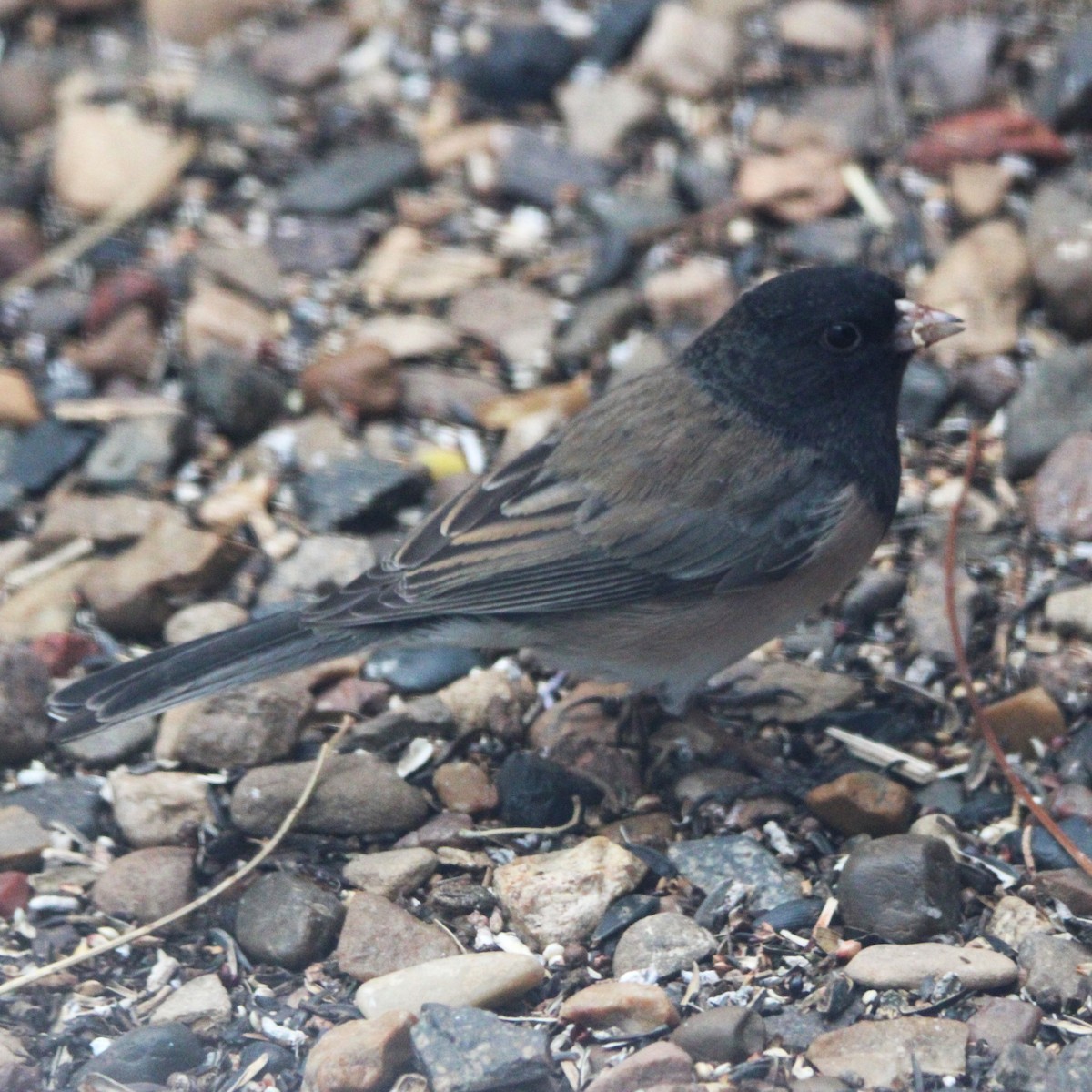 Dark-eyed Junco - ML627892889