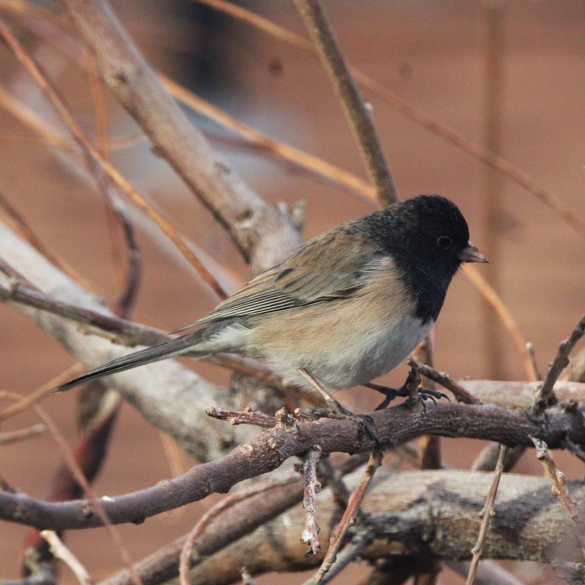 Dark-eyed Junco - ML627892893