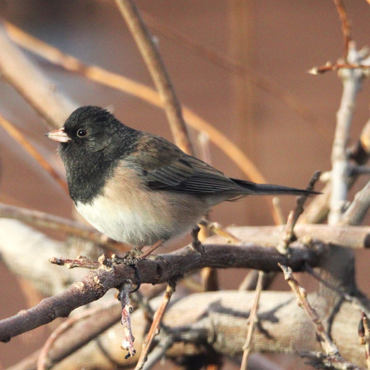 Dark-eyed Junco - ML627892897