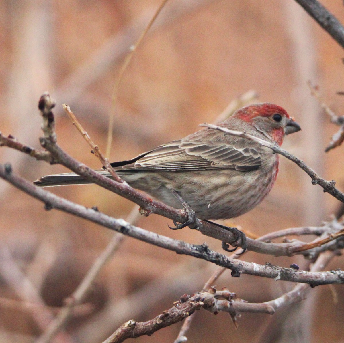 House Finch - ML627892905