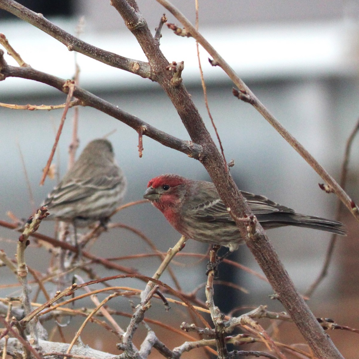 House Finch - ML627892907