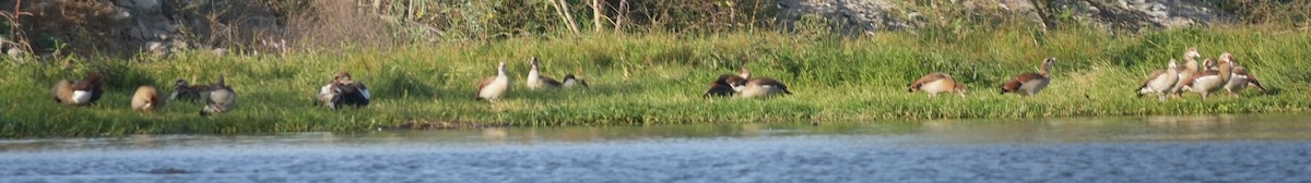 Nilgans - ML627892936