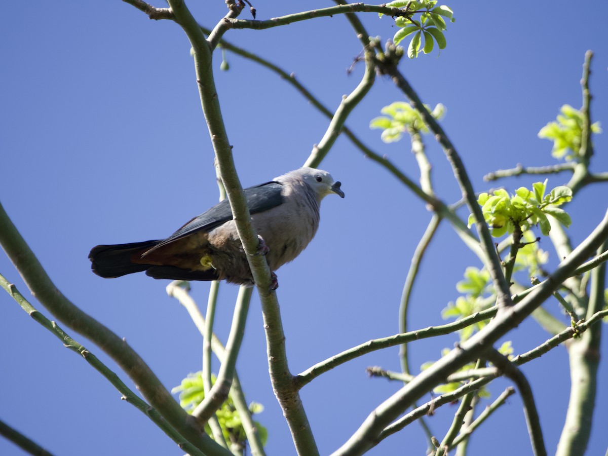 Pacific Imperial-Pigeon - ML627892943