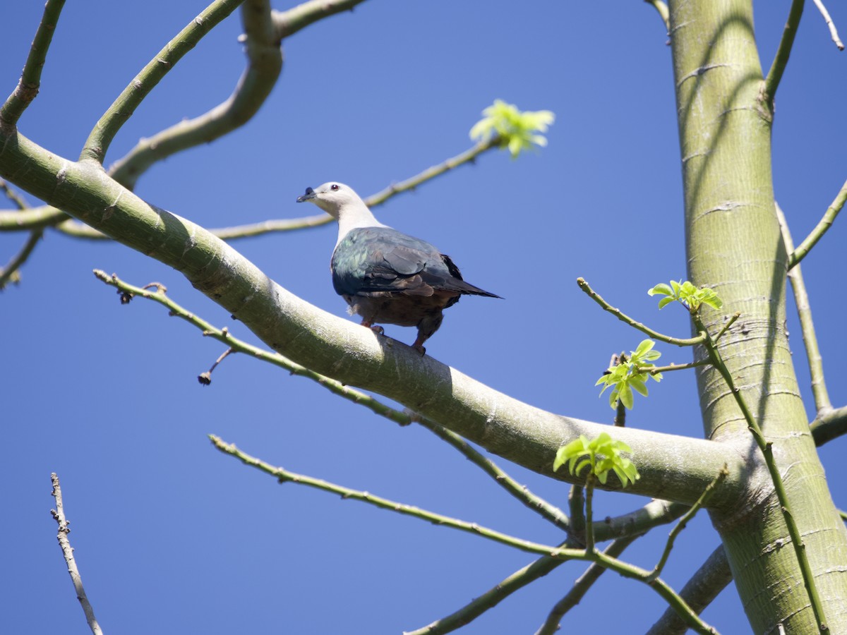 Pacific Imperial-Pigeon - ML627892944