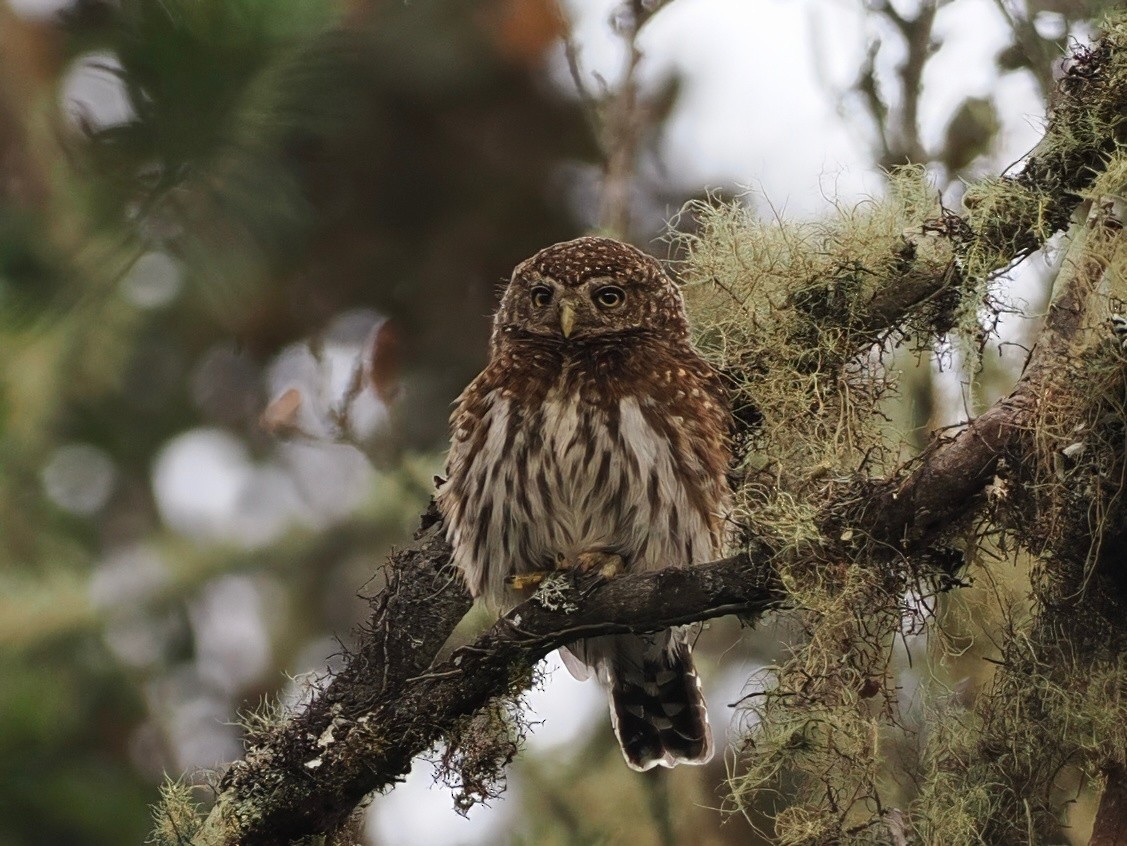 Yungas Pygmy-Owl - ML627893025