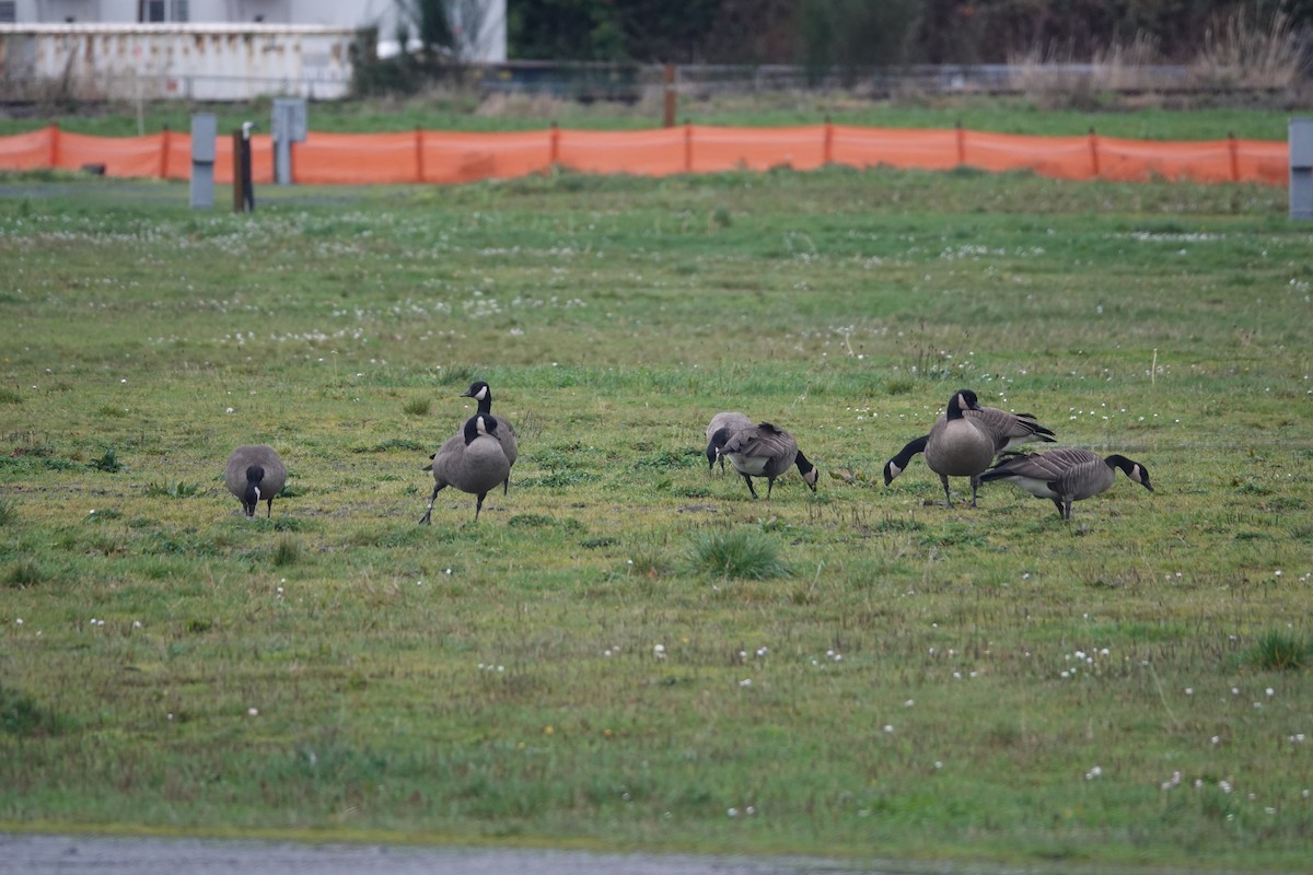 Canada Goose (occidentalis/fulva) - ML627893062