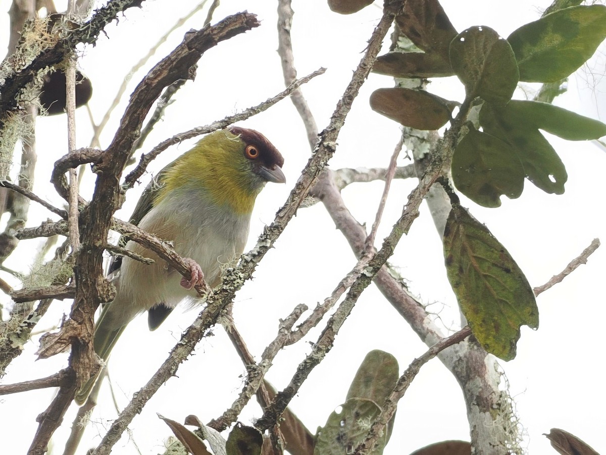 Rufous-browed Peppershrike - ML627893067