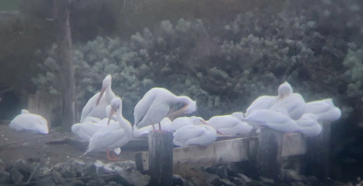 American White Pelican - ML627893082