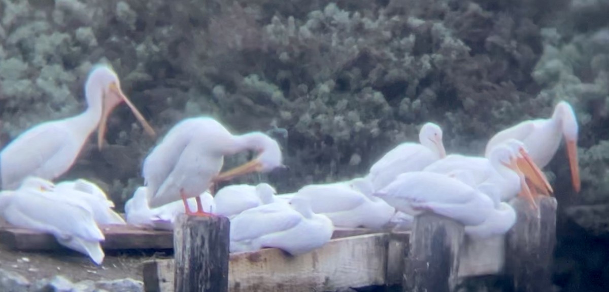 American White Pelican - ML627893083