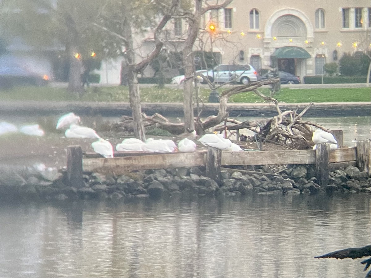 American White Pelican - ML627893085