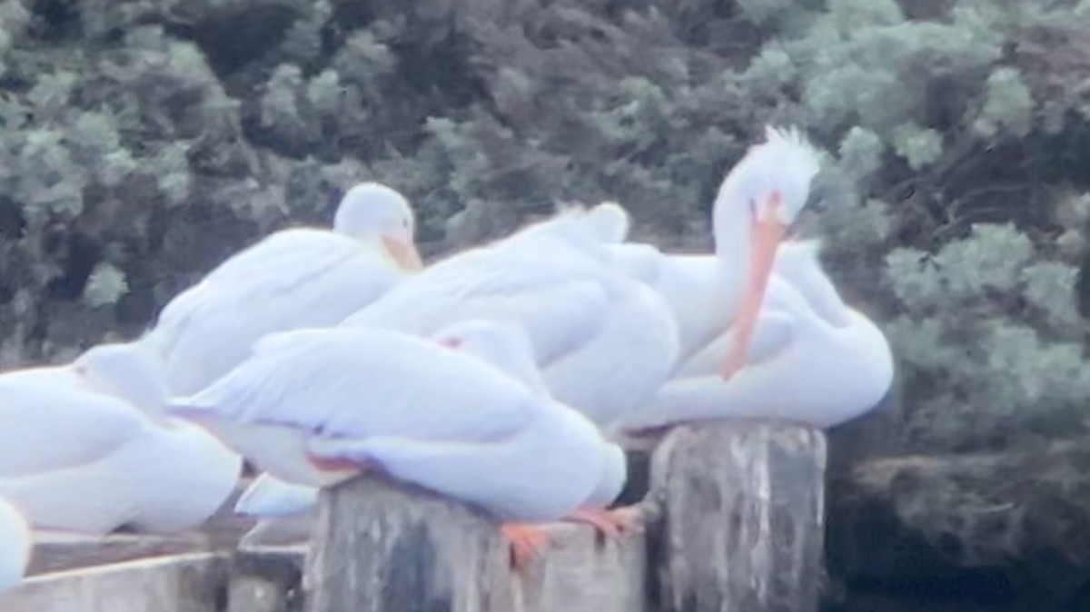 American White Pelican - ML627893087