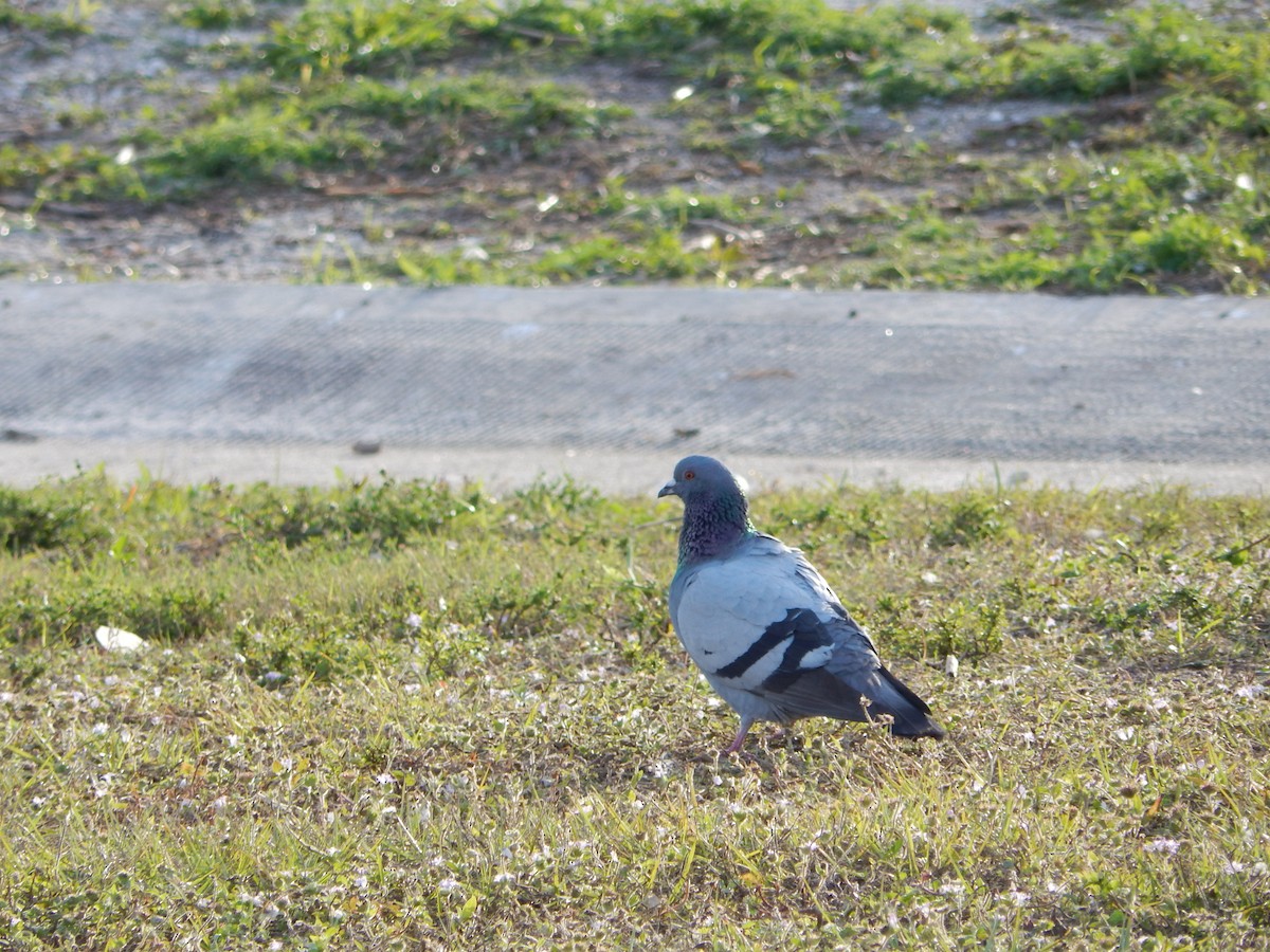 Rock Pigeon (Feral Pigeon) - ML627893319