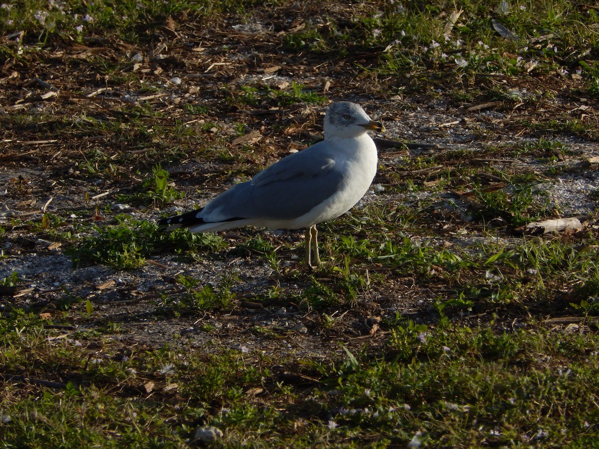 Ring-billed Gull - ML627893324