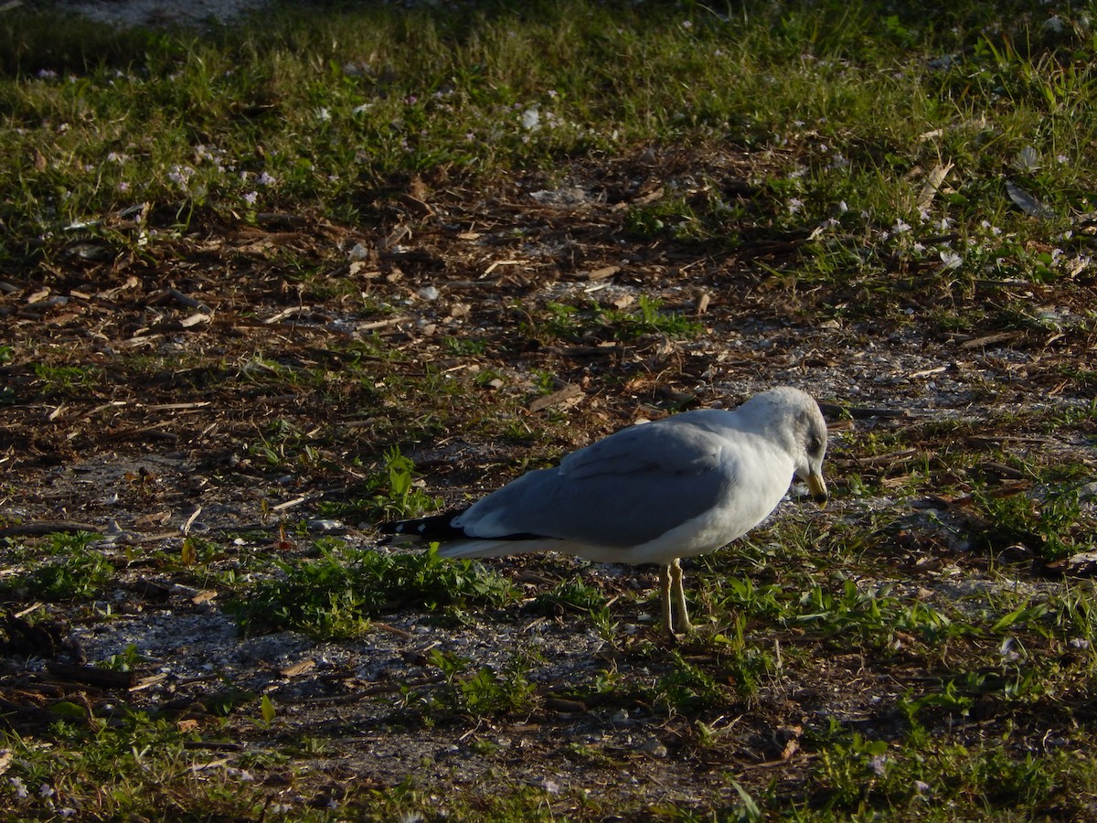 Ring-billed Gull - ML627893325