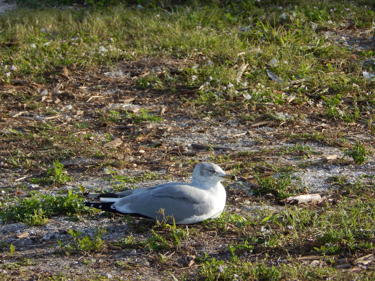 Ring-billed Gull - ML627893326