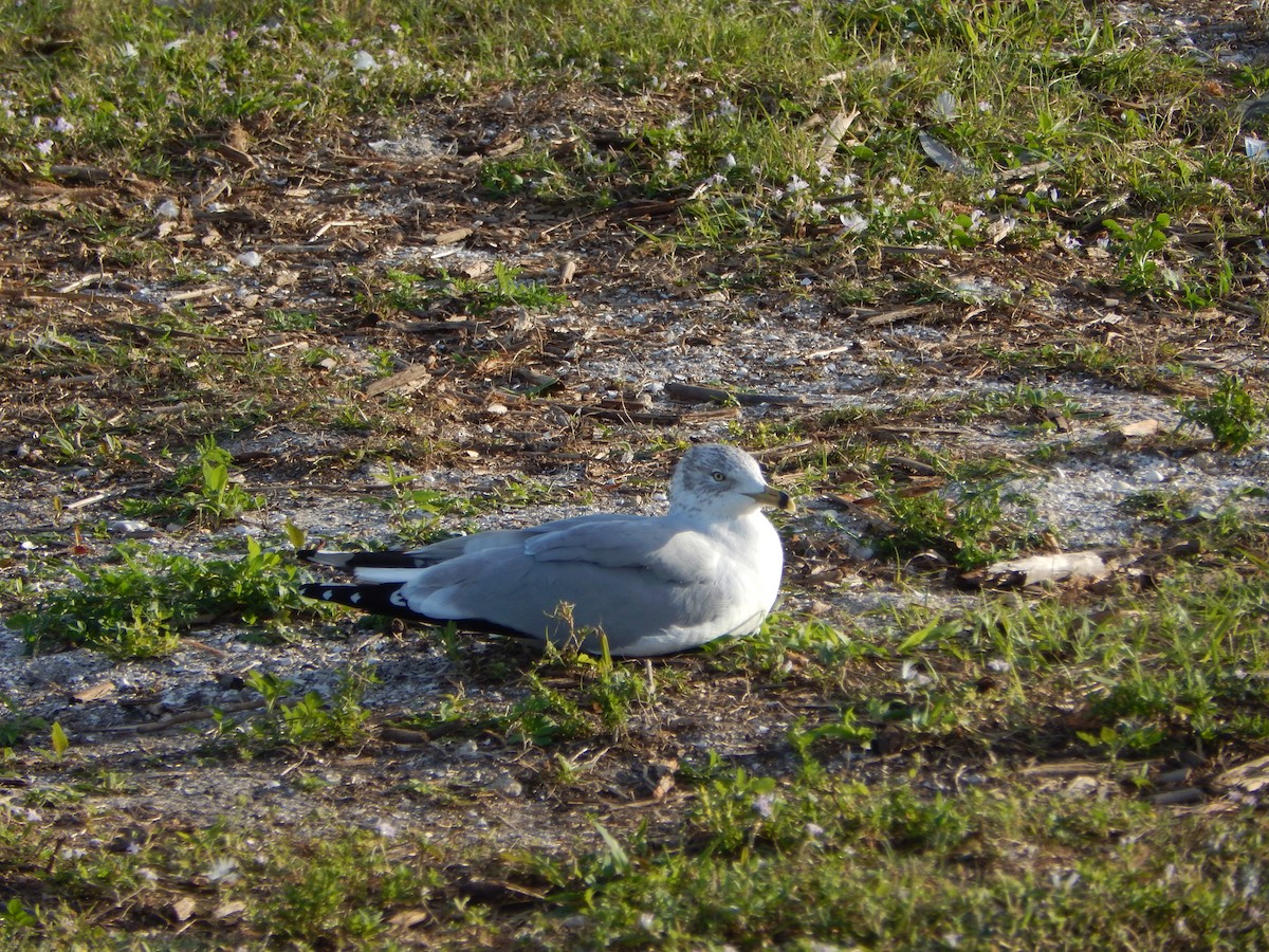 Ring-billed Gull - ML627893327