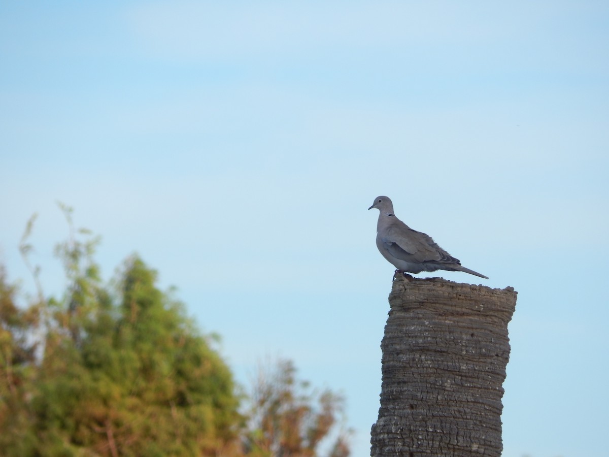 Eurasian Collared-Dove - ML627893346