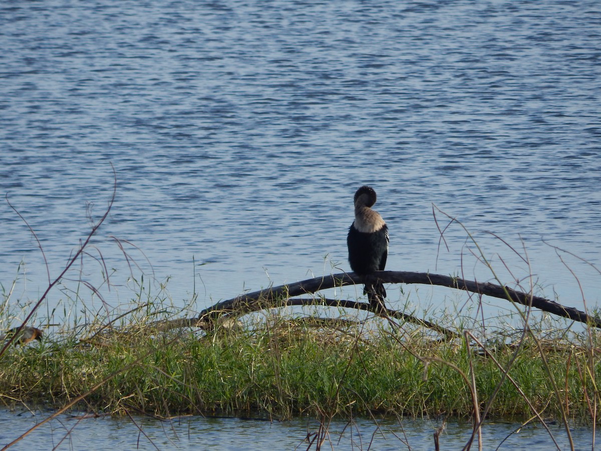 Anhinga - ML627893387