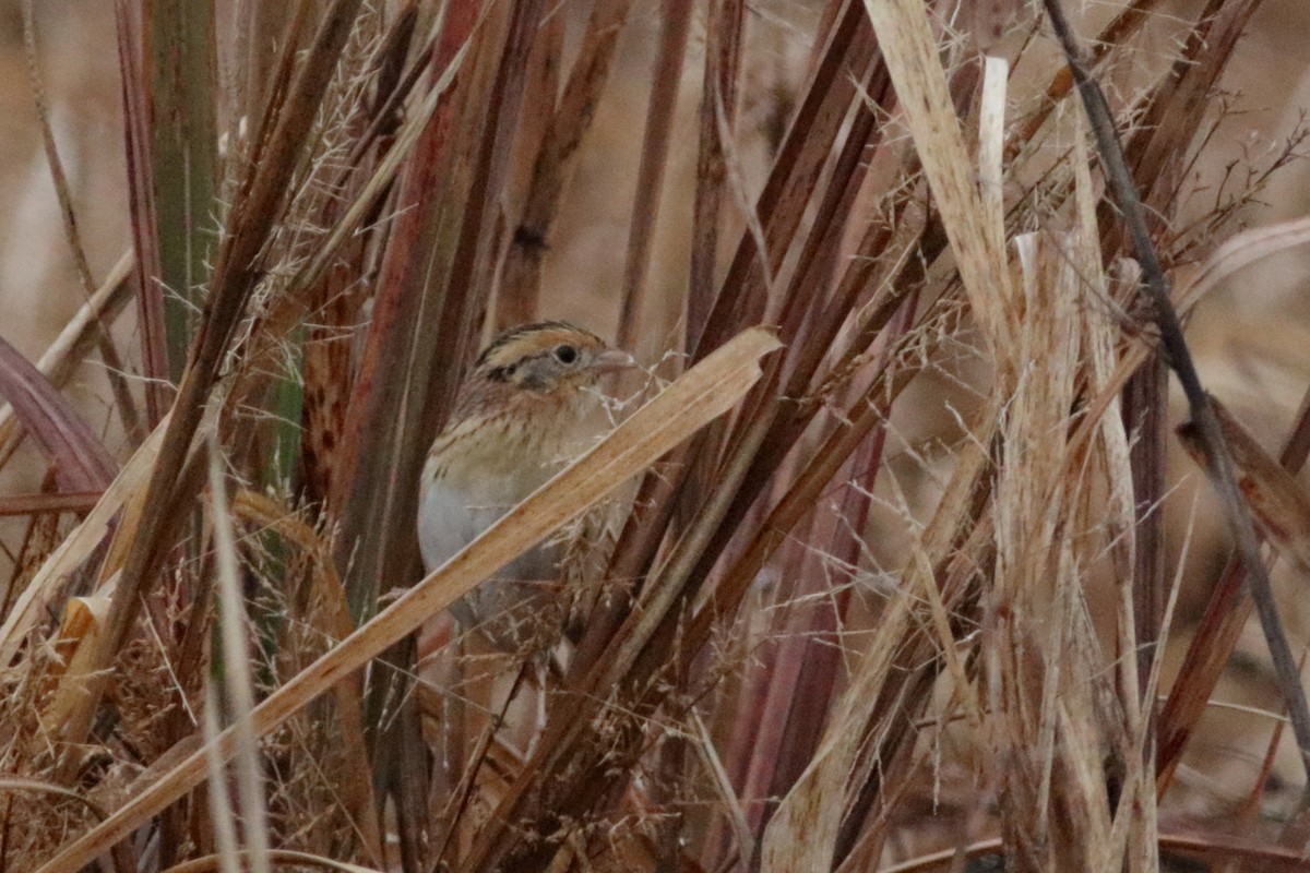 LeConte's Sparrow - ML627893417