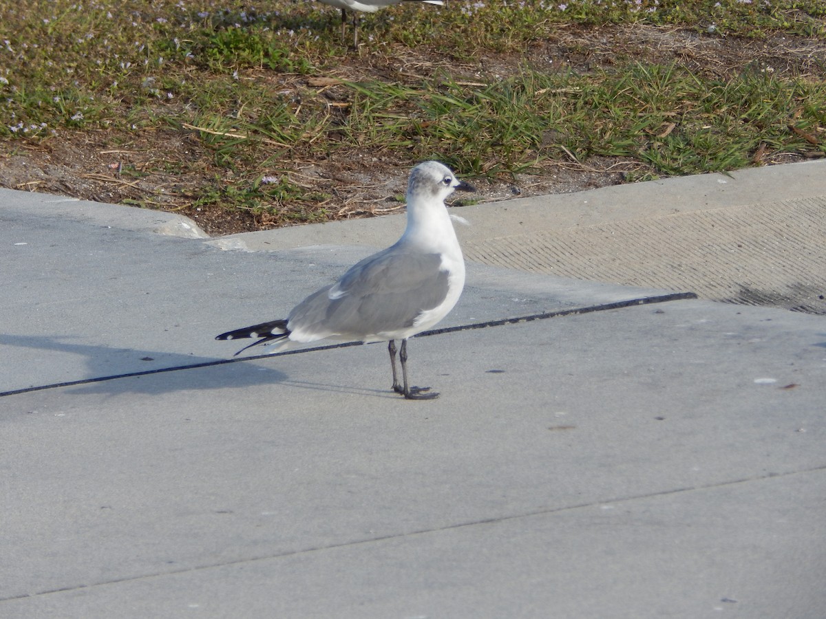 Laughing Gull - ML627893572