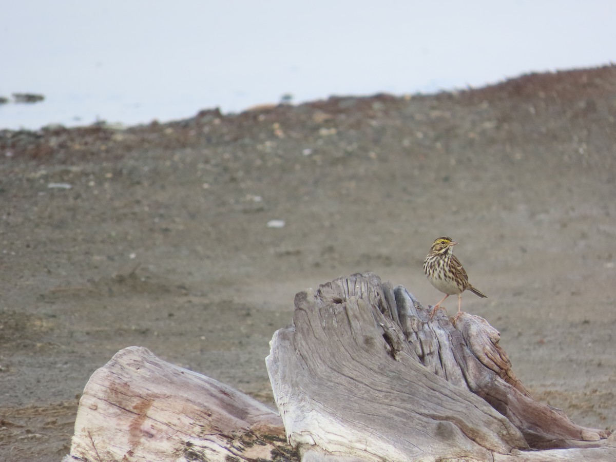Savannah Sparrow - ML627893579