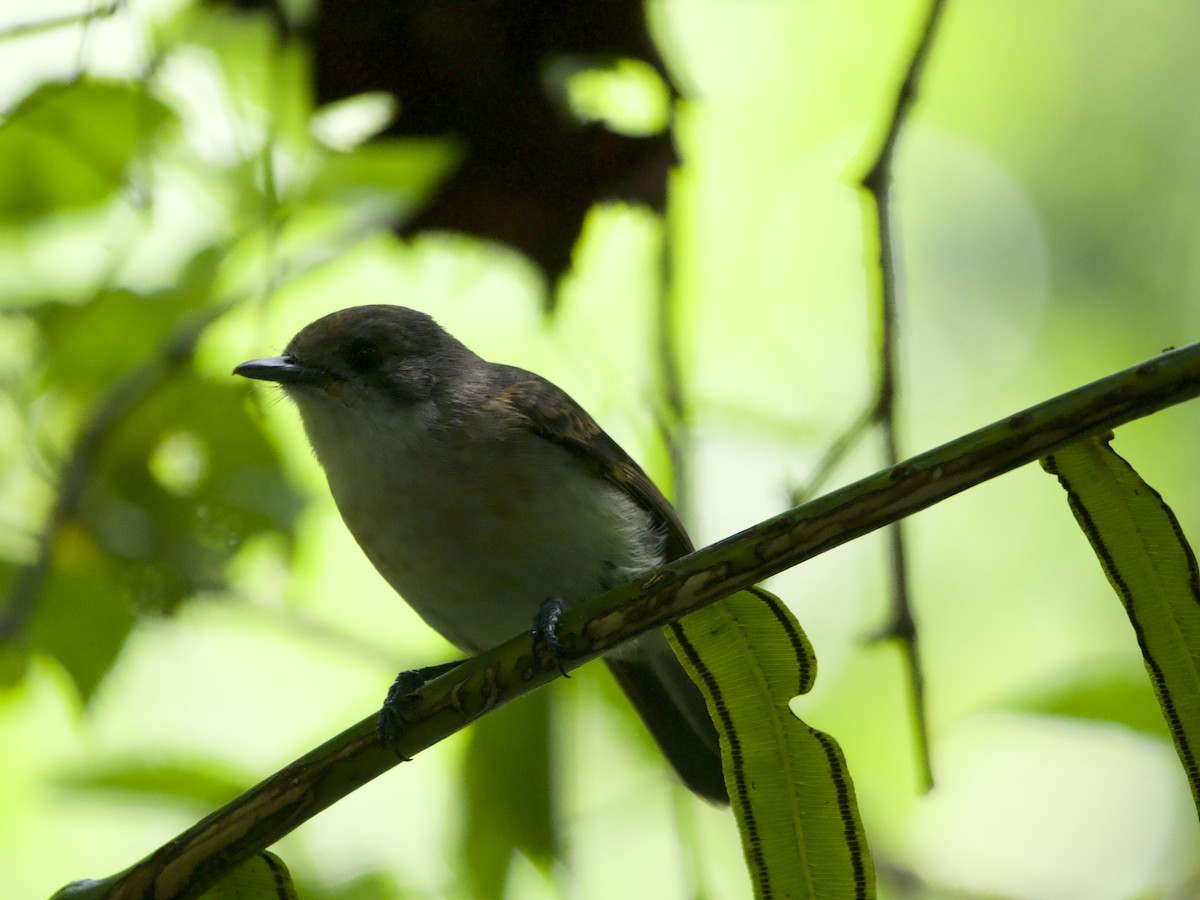 Monarque de Rarotonga - ML627893590