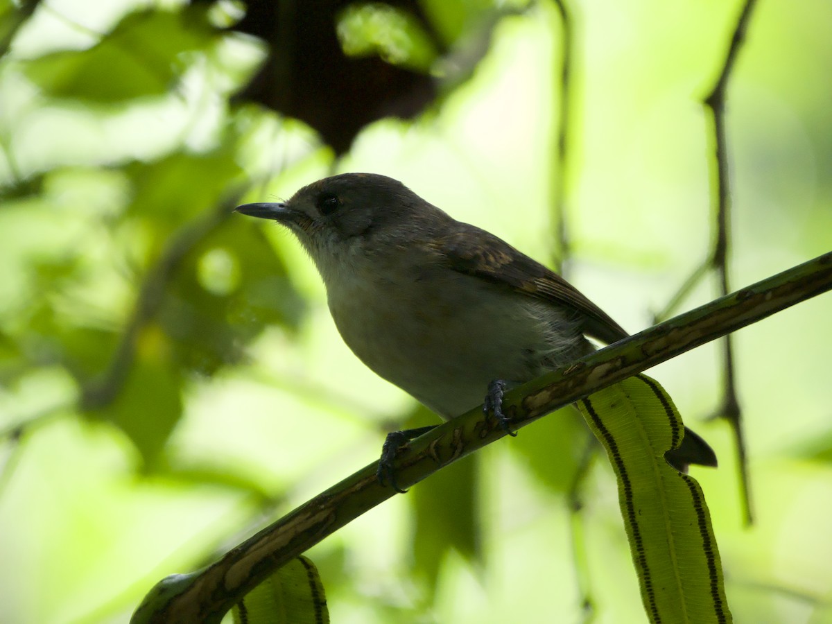 Rarotonga Monarch - ML627893591