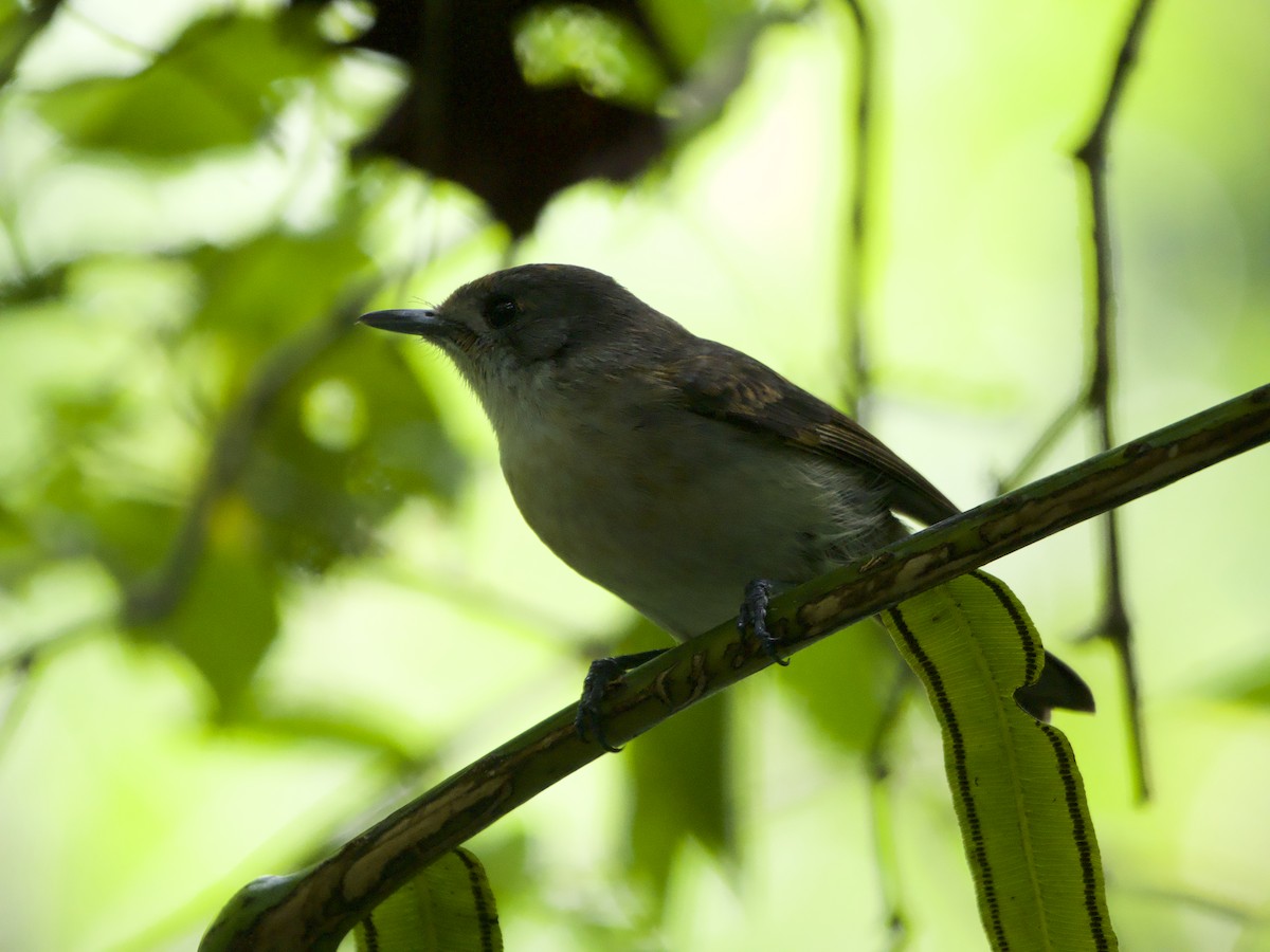 Monarque de Rarotonga - ML627893591