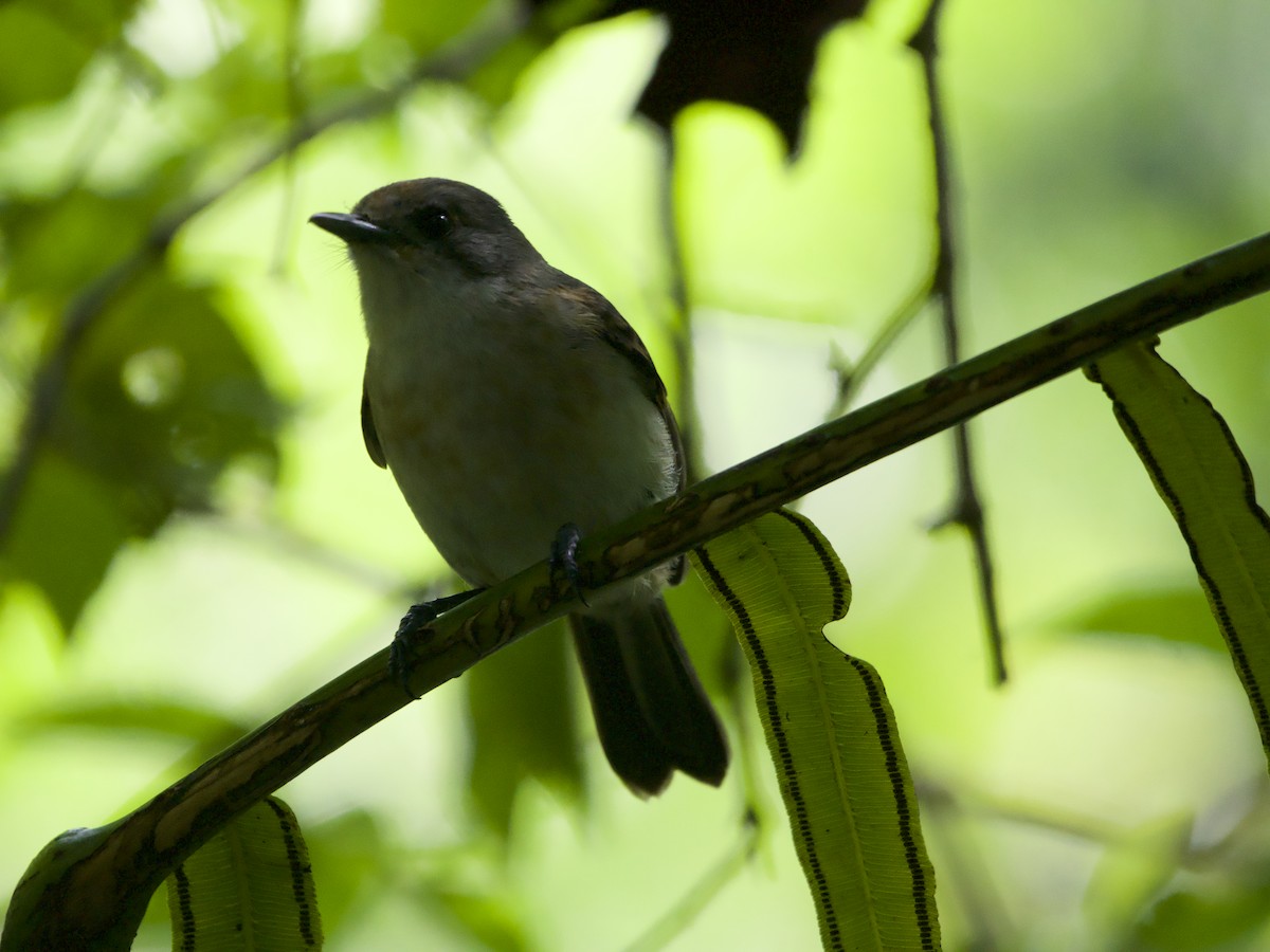 Rarotonga Monarch - ML627893592