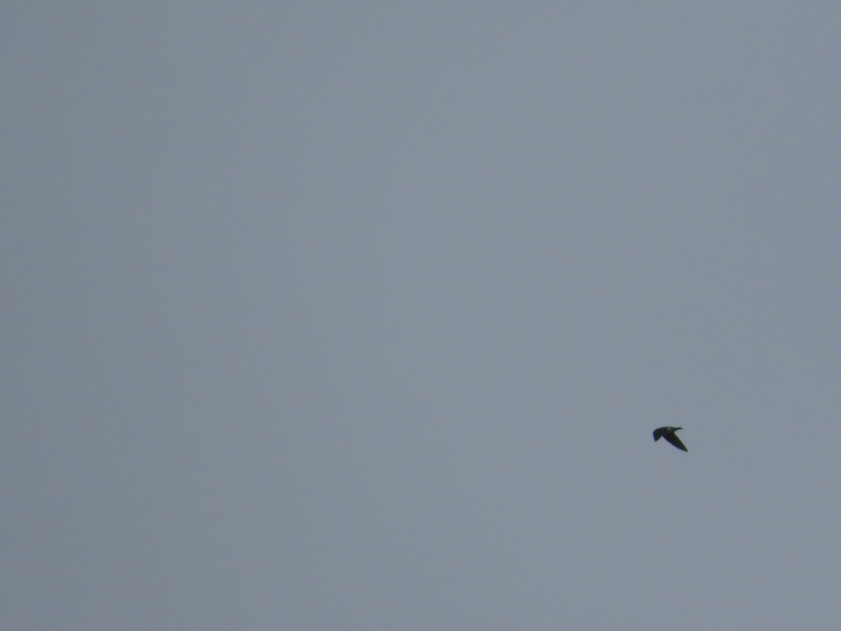 Violet-green Swallow - ML627893658