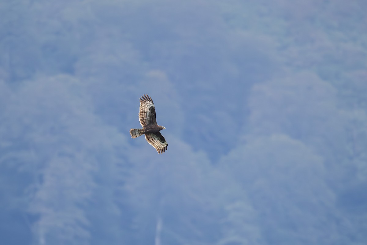 European Honey-buzzard - ML627893775