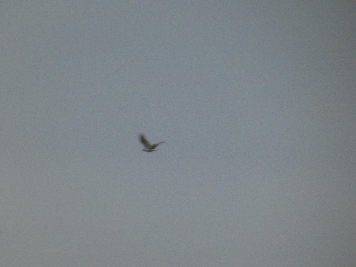 Ferruginous Hawk - ML627893783