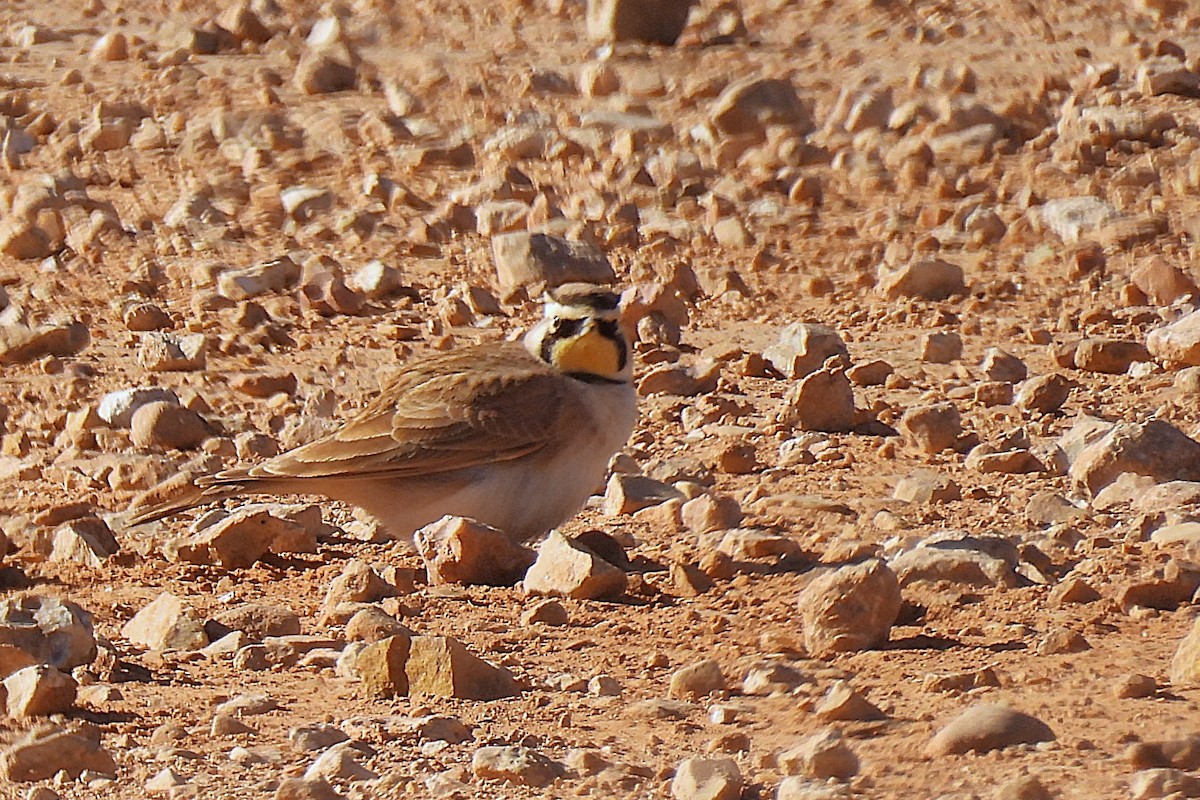 Horned Lark - ML627893864