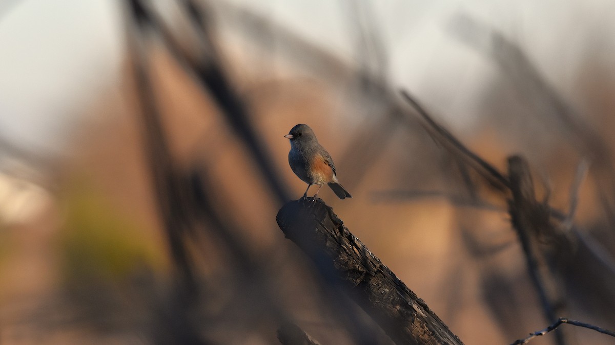 Dark-eyed Junco (Pink-sided) - ML627893865