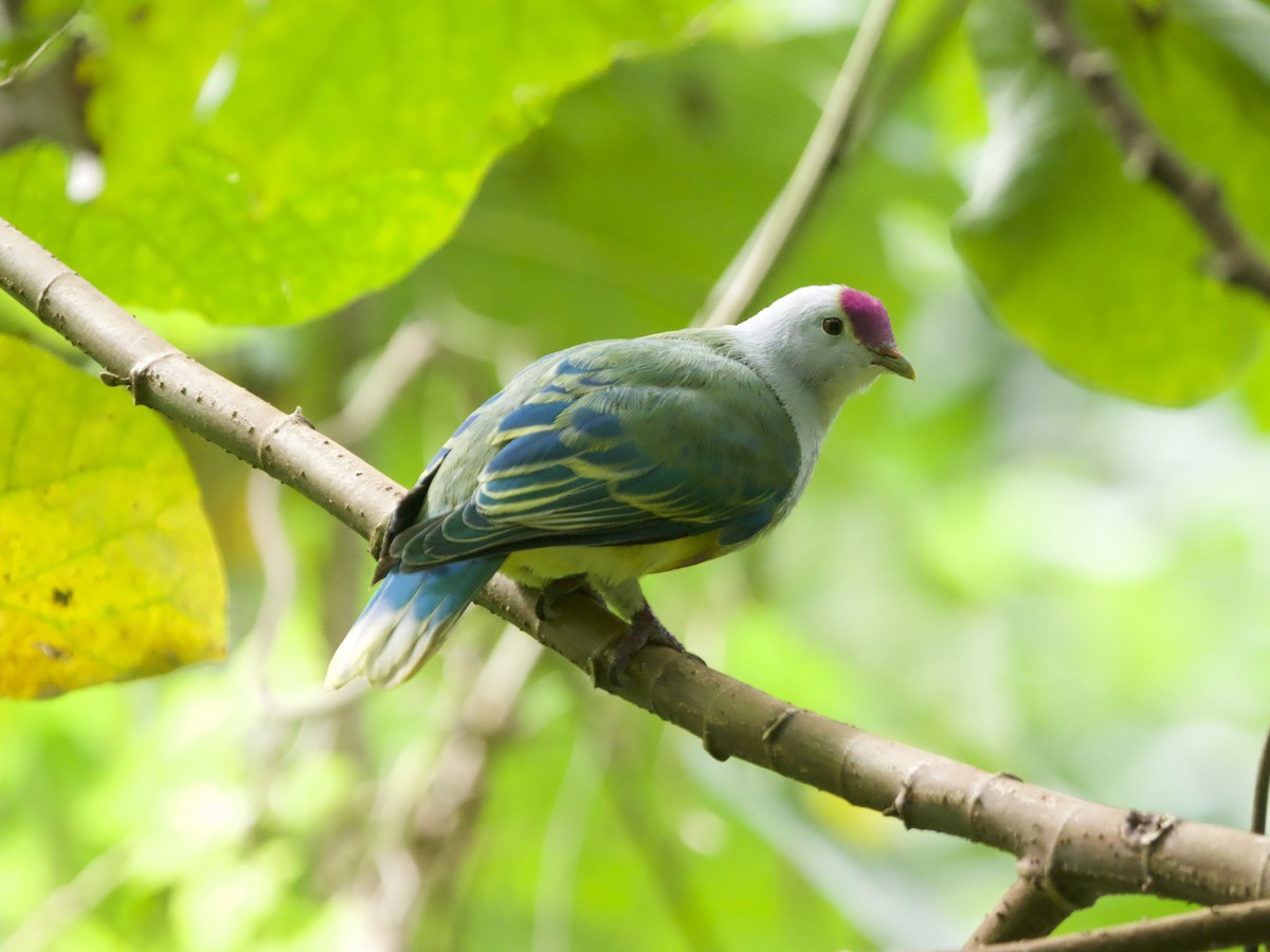 Ptilope de Rarotonga - ML627893905