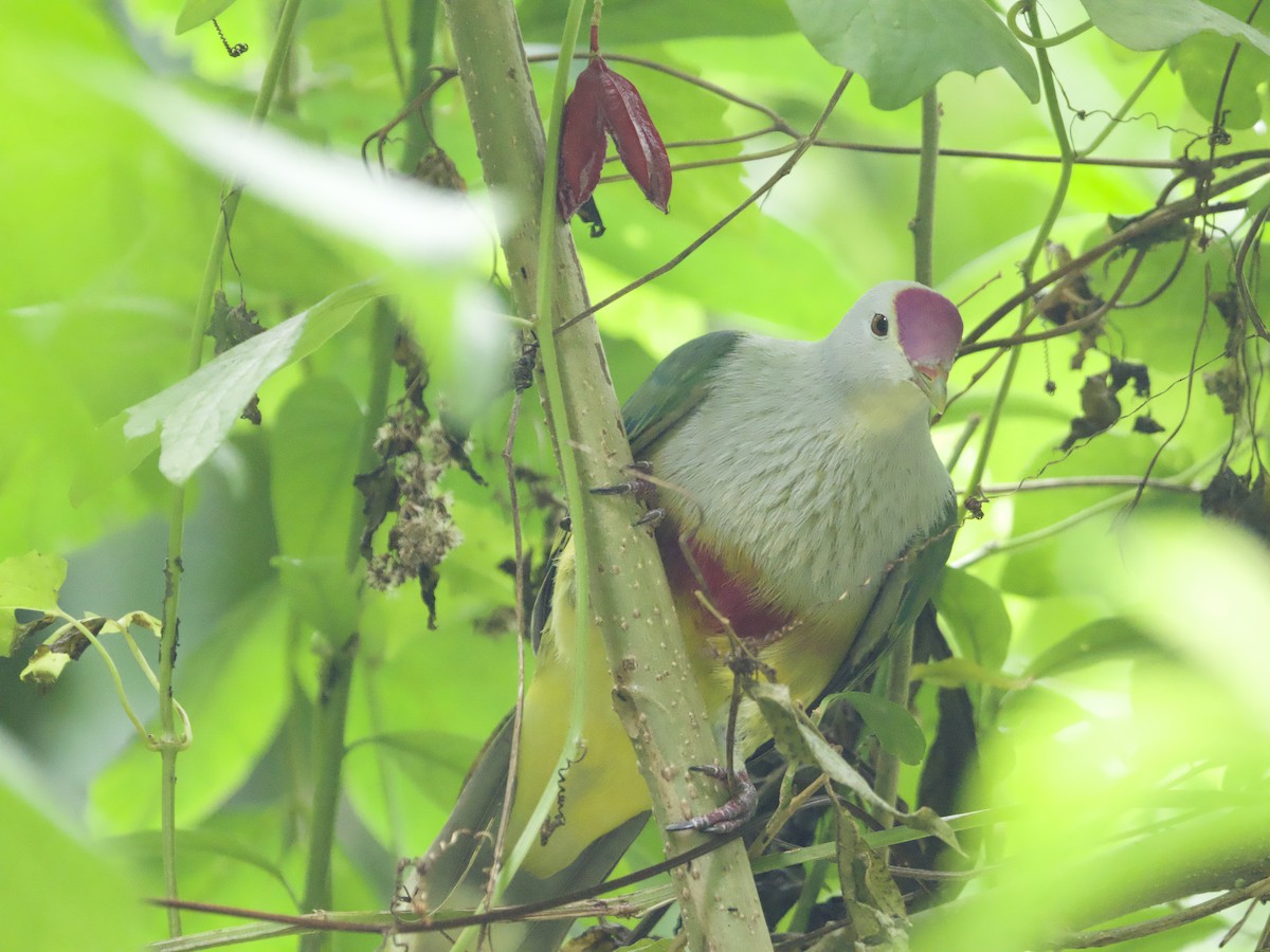 Ptilope de Rarotonga - ML627893906