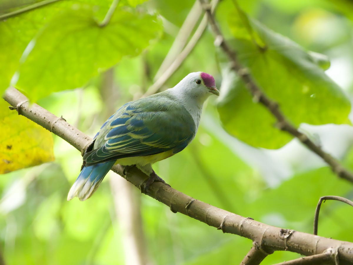 Ptilope de Rarotonga - ML627893907