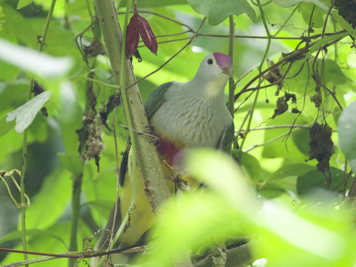 Ptilope de Rarotonga - ML627893908