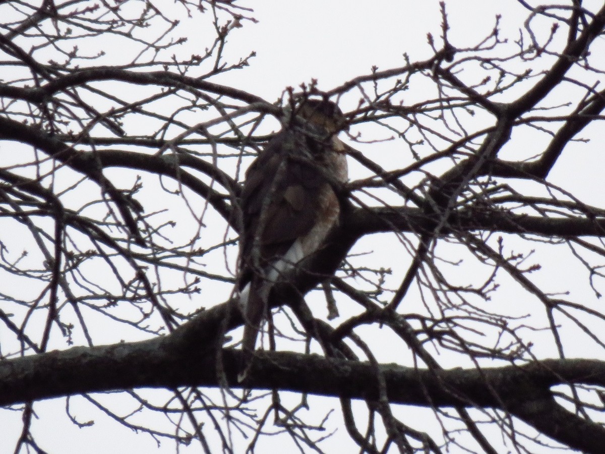 Cooper's Hawk - ML627893921