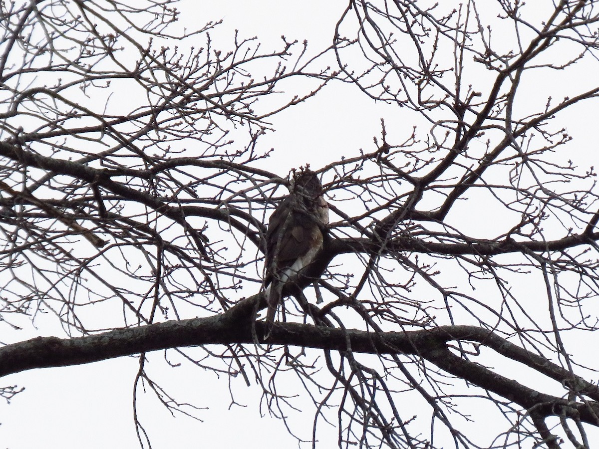 Cooper's Hawk - ML627893922