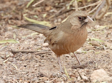 Henderson Bird Viewing Preserve Clark Nevada United States eBird Hotspot