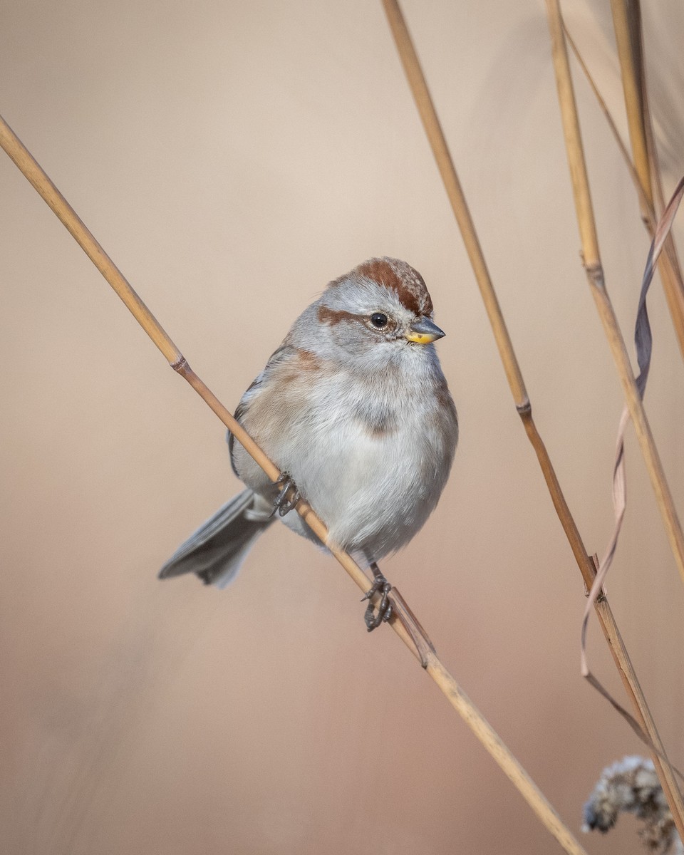 American Tree Sparrow - ML627894139