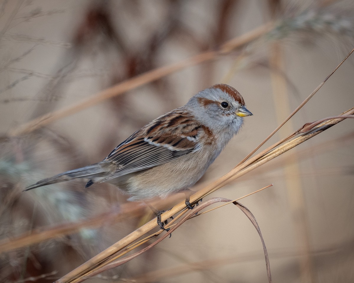 American Tree Sparrow - ML627894140